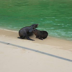 Californian Sealion cow and pup