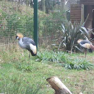 Grey-necked Crowned Crane`s