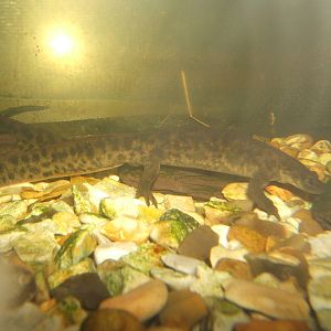 Iberian Sharp-ribbed Newt (Pleurodeles waltl)