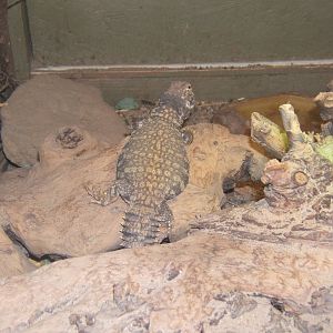 Saharan Spiny-tailed Lizard (Uromastyx geyri)