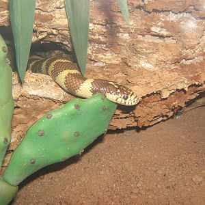 Californian King Snake