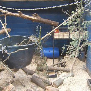 View of Sri Lankan Sloth Bear indoor dens
