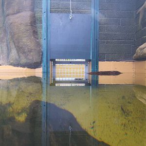 View to off-show holding for Dwarf Crocs