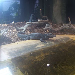 African dwarf Crocodile
