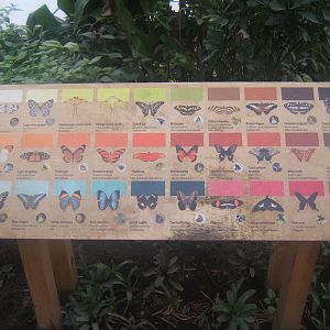 Butterfly signage