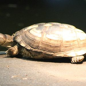 Tortoise turtle terrapin ID