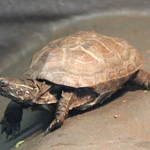 Tortoise turtle terrapin ID
