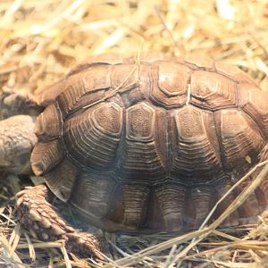 Tortoise turtle terrapin ID