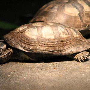 Tortoise turtle terrapin ID