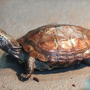 Tortoise turtle terrapin ID