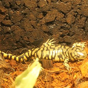 Tiger salamander