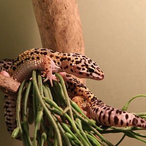 Leopard geckos