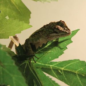 Japalura Tree dragon