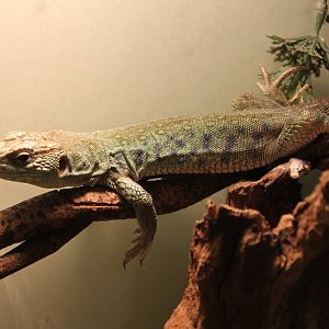 Ocellated lizard