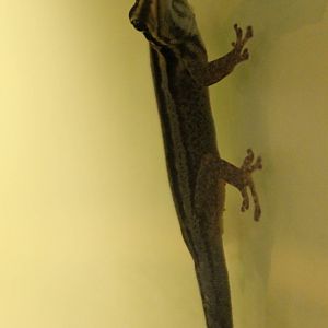 Lygodactylus kimhowelli