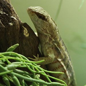 Haitian curly-tailed lizard