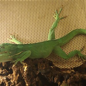 Knight anole