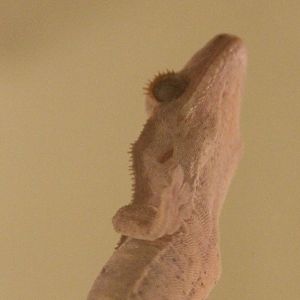Crested gecko