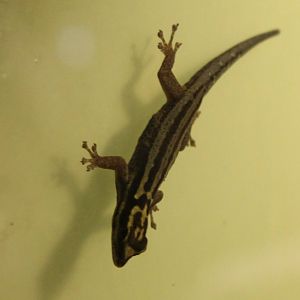 Lygodactylus kimhowelli