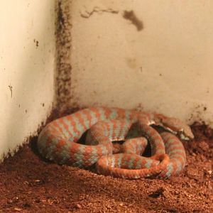 Brown-spotted green pit viper
