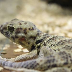 Roborowski gecko