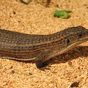 Sudan plated lizard