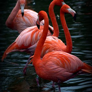 American flamingo