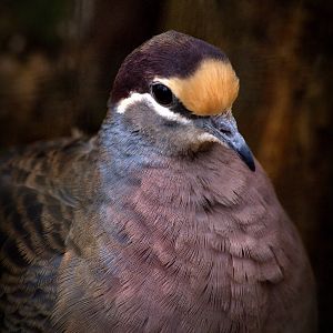 Common bronzewing
