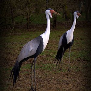Wattled crane