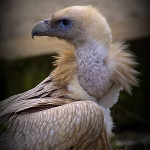 Himalayan vulture