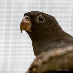 Lesser vasa parrot : Cotswold WP : 12 Apr 2015