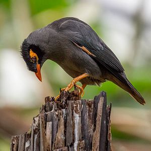 Bank mynah : Cotswold WP : 12 Apr 2015