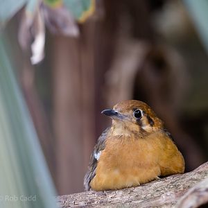 Orange-headed thrush : Cotswold WP : 12 Apr 2015