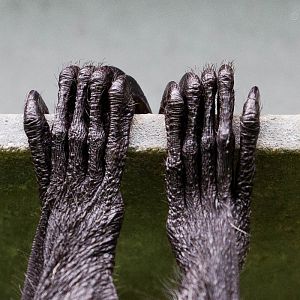 Rodrigues fruit bat : Cotswold WP : 12 Apr 2015