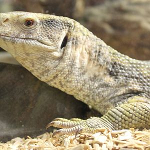 Savannah monitor