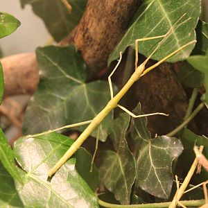 Laboratory stick insect