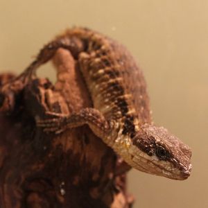 East african girdled lizard