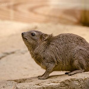 Arabian rock hyrax : Cotswold WP : 12 Apr 2015