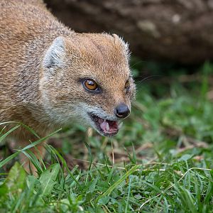 Yellow mongoose : Cotswold WP : 12 Apr 2015