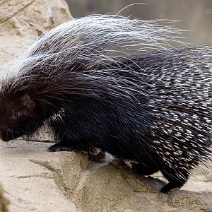 South African porcupine : Cotswold WP : 19 Apr 2015