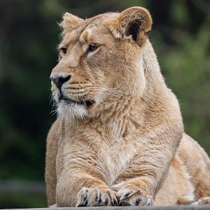 Asiatic lion : Cotswold WP : 19 Apr 2015