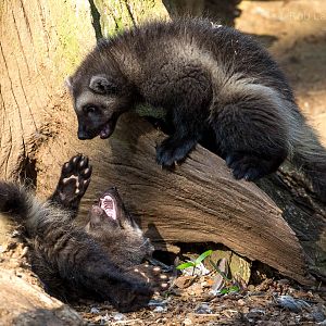 Wolverine : Cotswold WP : 19 Apr 2015