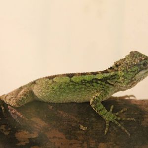 Japalura tree dragon