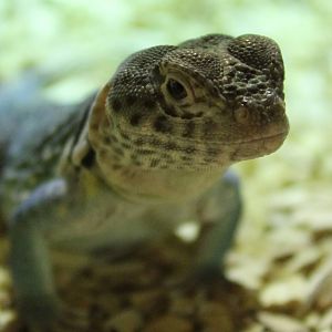Collared lizard