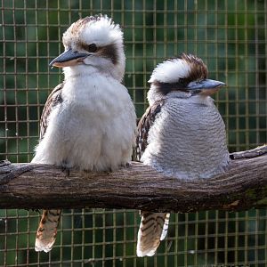 Laughing kookaburra : Cotswold WP : 19 Apr 2015
