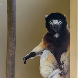 Crowned sifaka : Cotswold WP : 19 Apr 2015