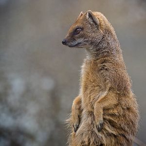 Yellow mongoose : Cotswold WP : 19 Apr 2015