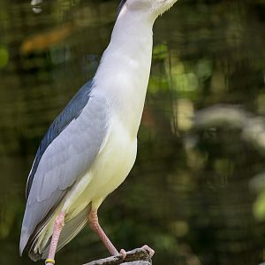 Black-crowned night heron : Cotswold WP : 19 Jul 2015