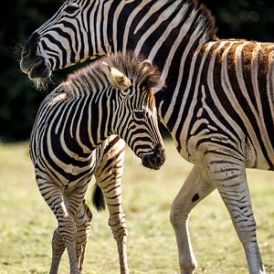 Chapmans zebra : Cotswold WP : 19 Jul 2015