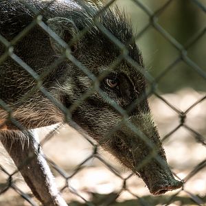 Visayan warty pig : Cotswold WP : 19 Jul 2015